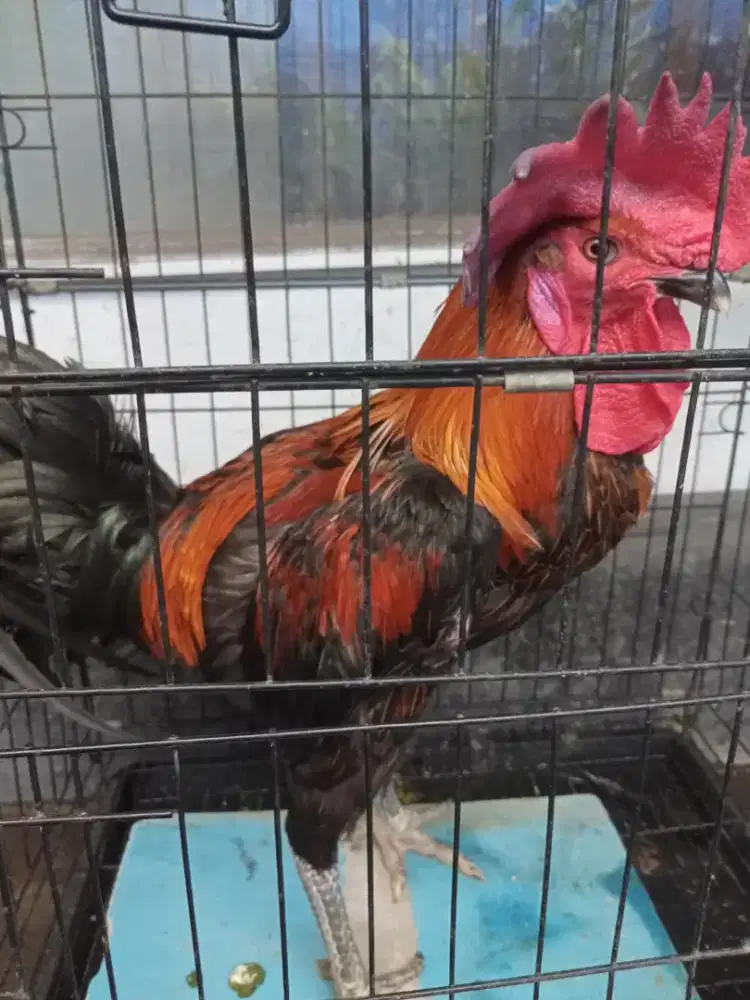 Ayam Pelung dan  Kate