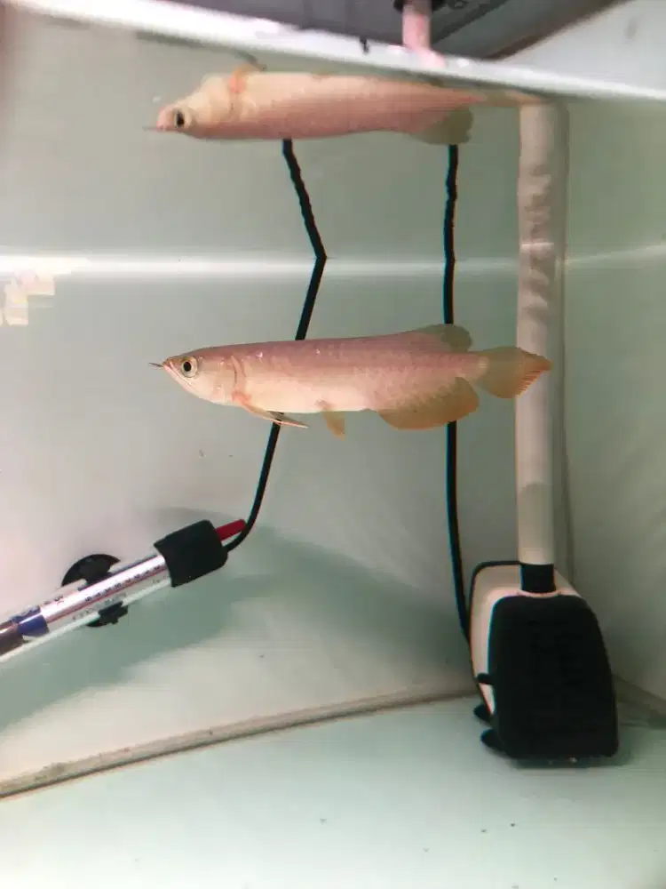 Arowana golden red