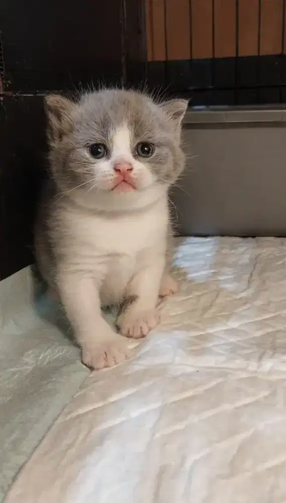 Open booking kitten british shorthair OB kitten bsh bicolor blue