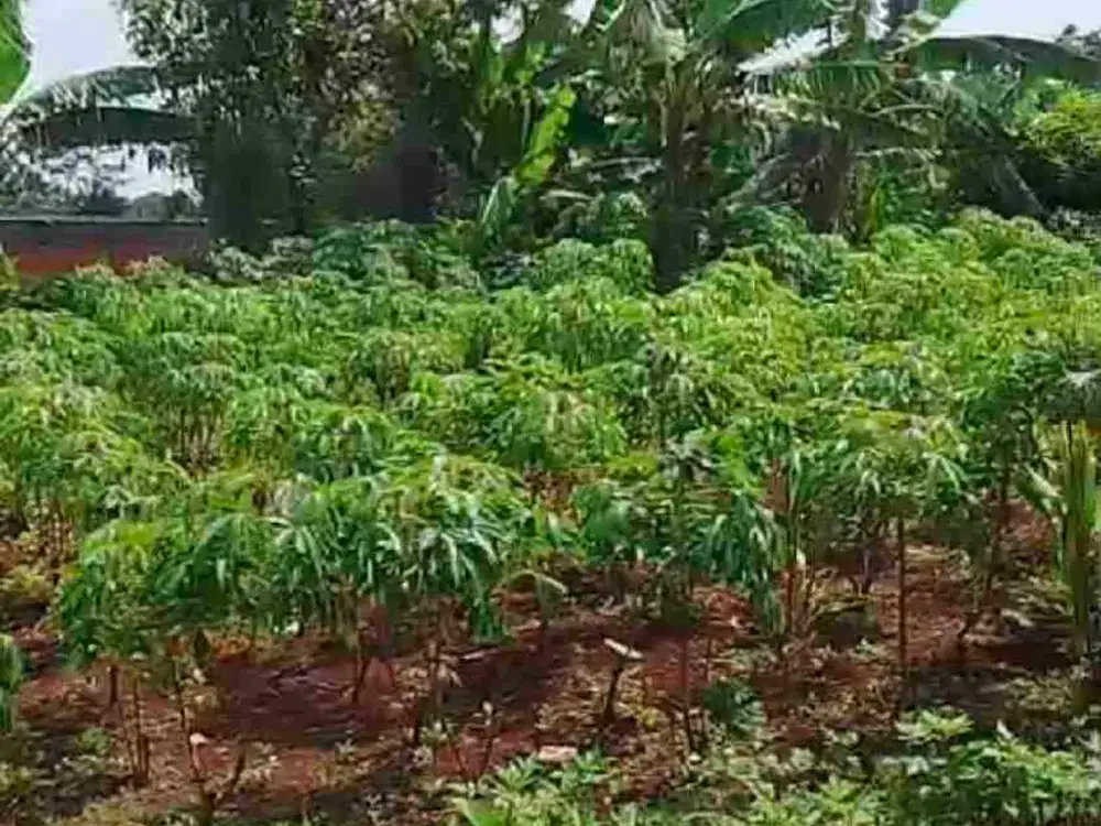 Tanah Mulawarman Timur Cocok Untuk Kos Dekat Kampus Undip Tembalang Semarang