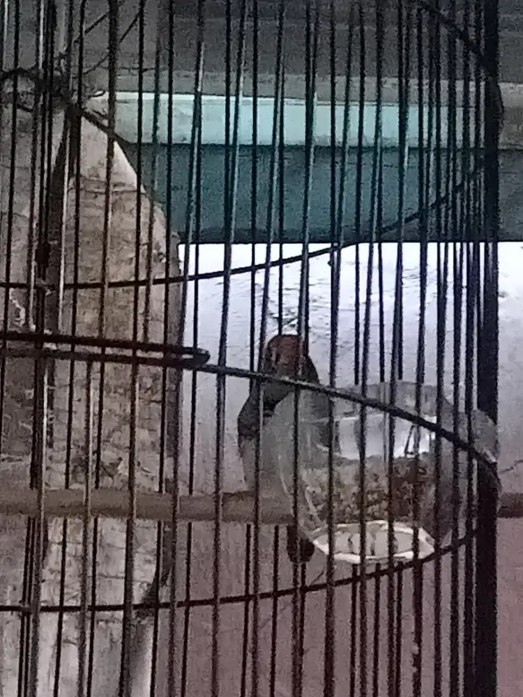 Jalak dan zebra Finch aktif