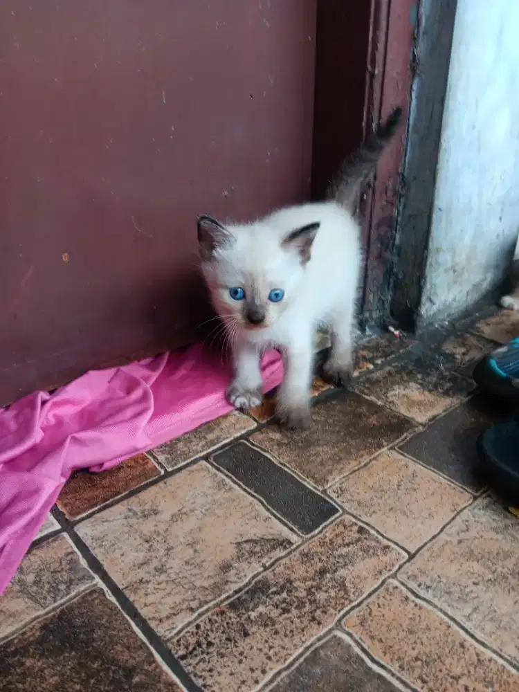 Open adopsi ,japri saja