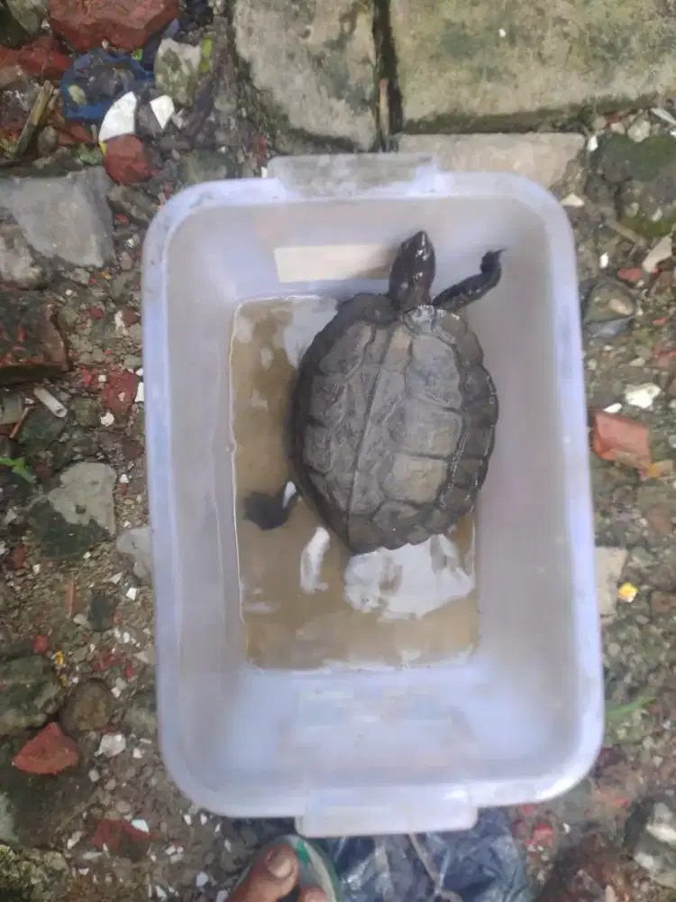 Jual kura kura ga tau namanya kura kura apa jual aja