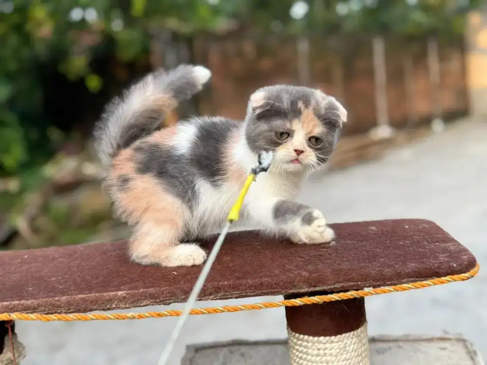 Kucing scottish fold cantik 3 bulan