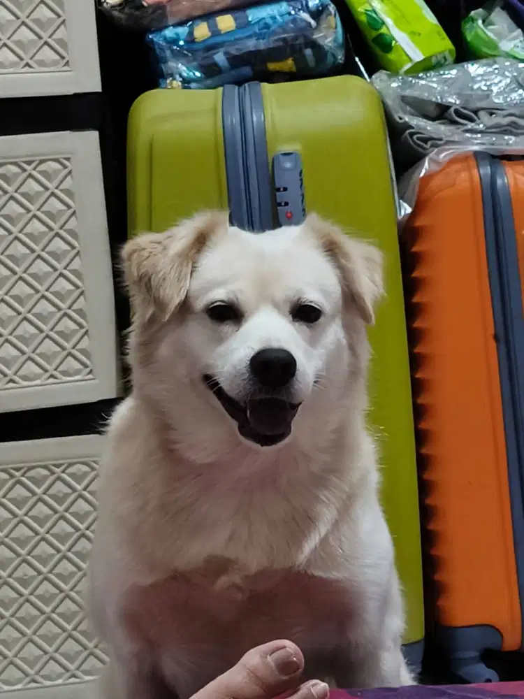 Dicari Pengasuh Hewan Anjing dan Musang