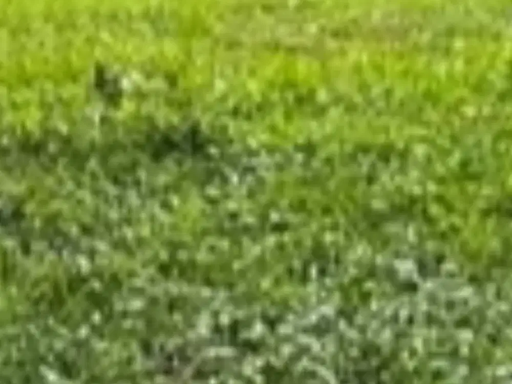 Dijual Tanah Duduk Sampeyan, Gresik