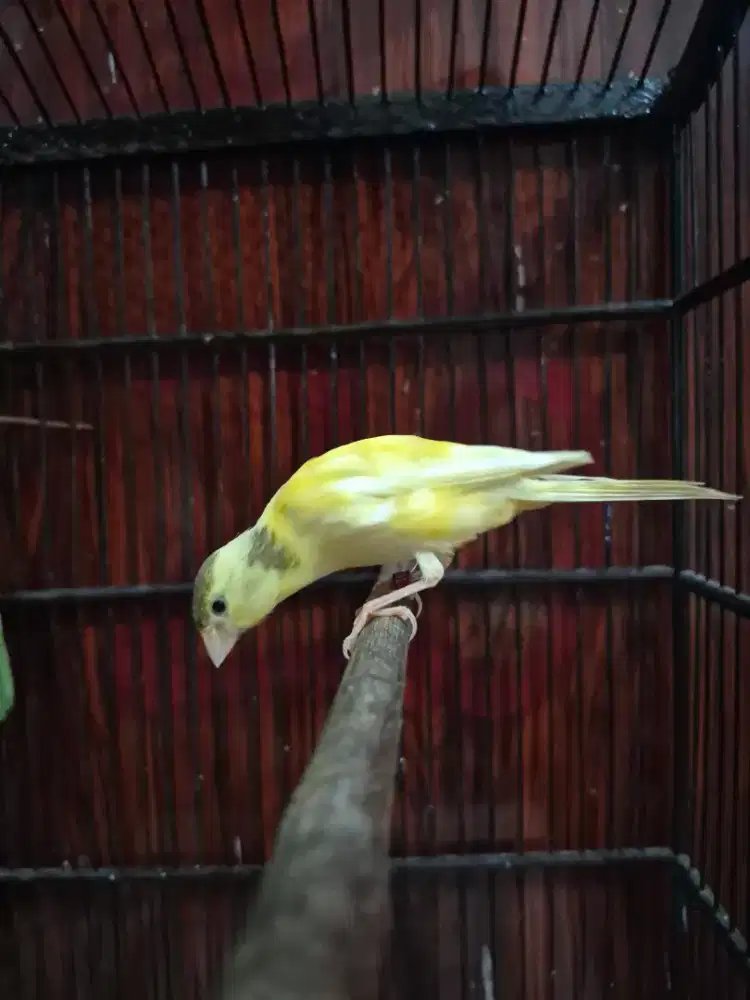 Kenari F1sf x Lokal Super