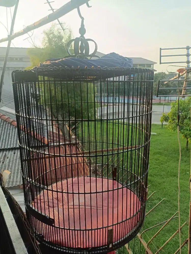 Di jual  kandang murai no 1