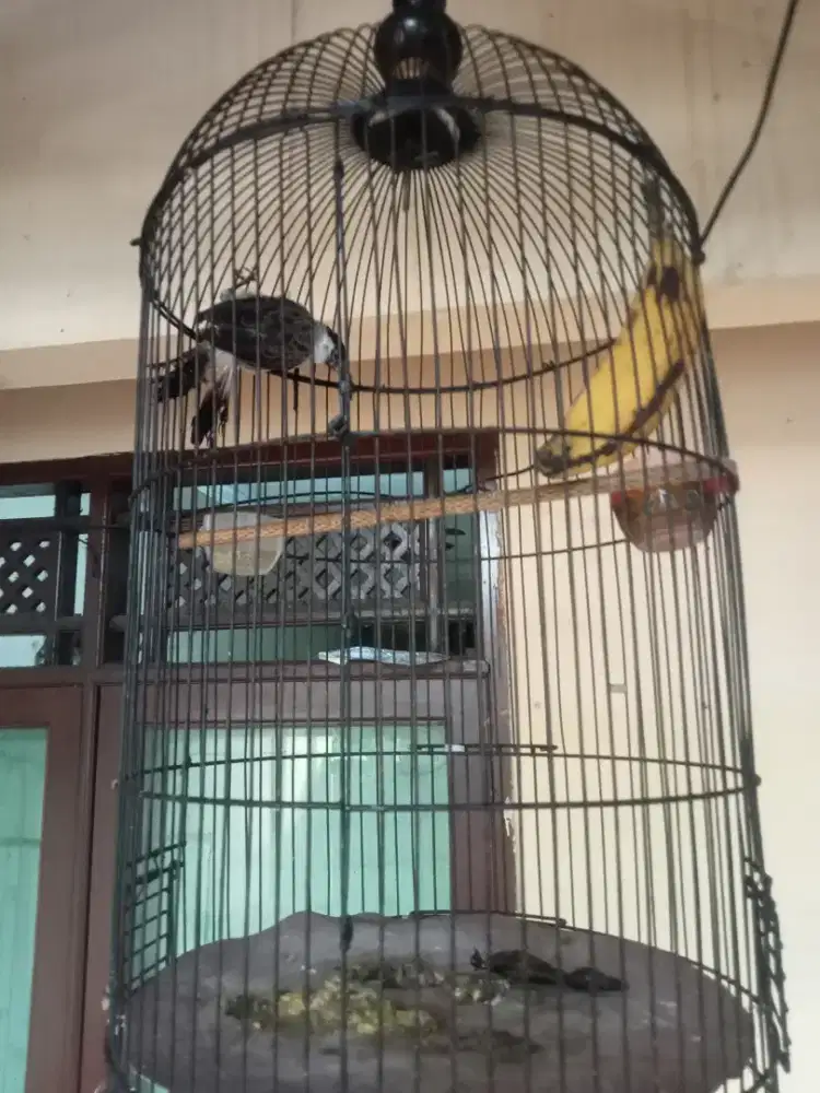 Burung perkutut Silangan Bangkok sama kutilang