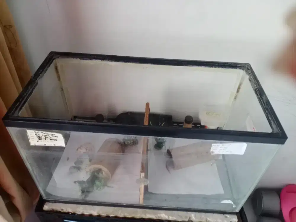 Aquarium murah 125rb