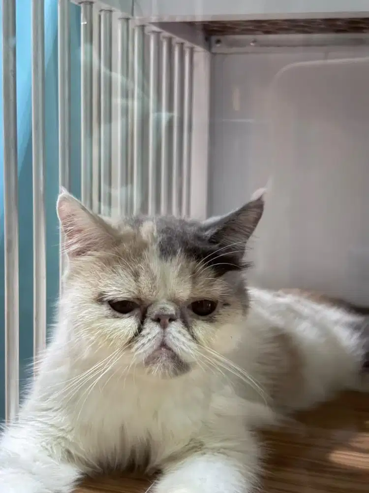 LA Indukan Peaknose dan 2 Kitten mix peaknose & munchkin