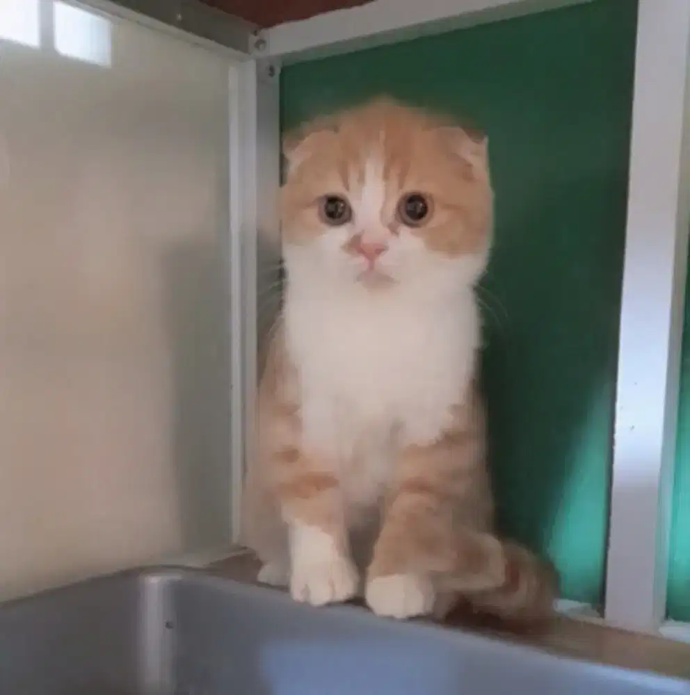 Scottish Fold Betina 3.5bulan Super Quality