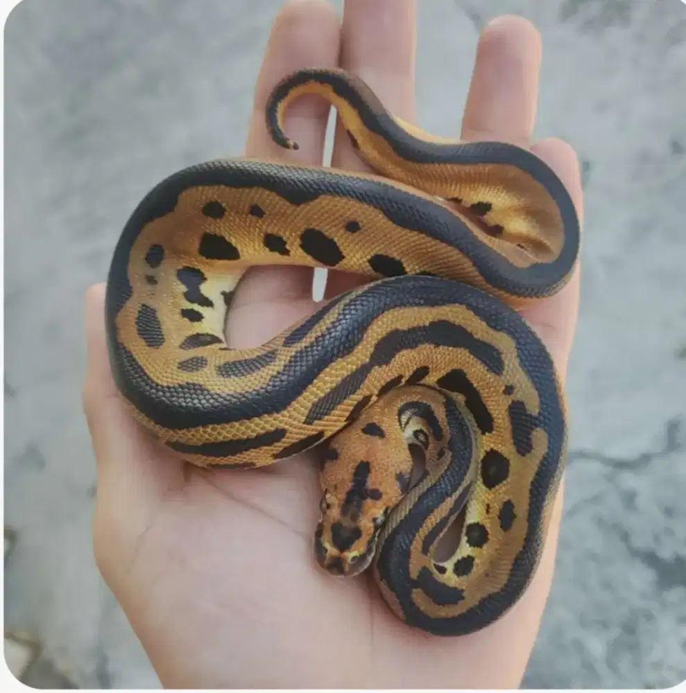ballpython m leopard clown ph 66% dg hypo