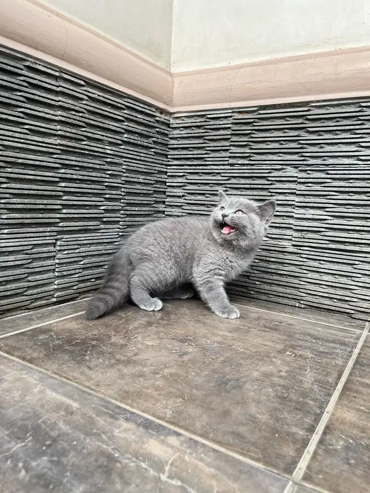 Kitten kucing british shorthair