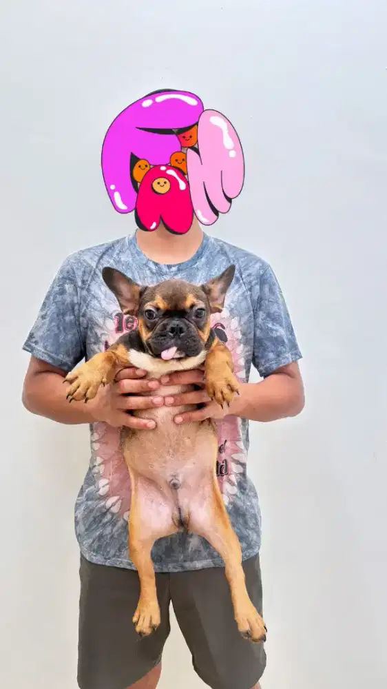 French Bulldog Puppy