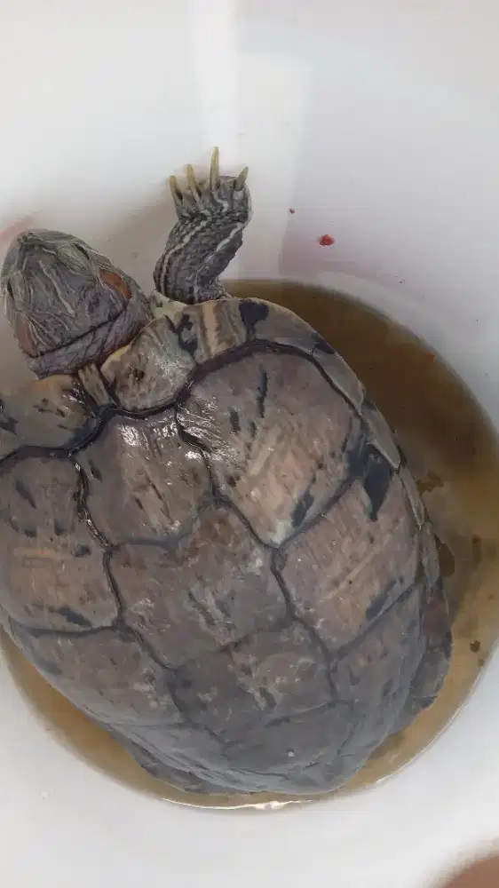 Kura brazil  uk.besar