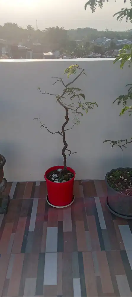 Bonsai asem jawa