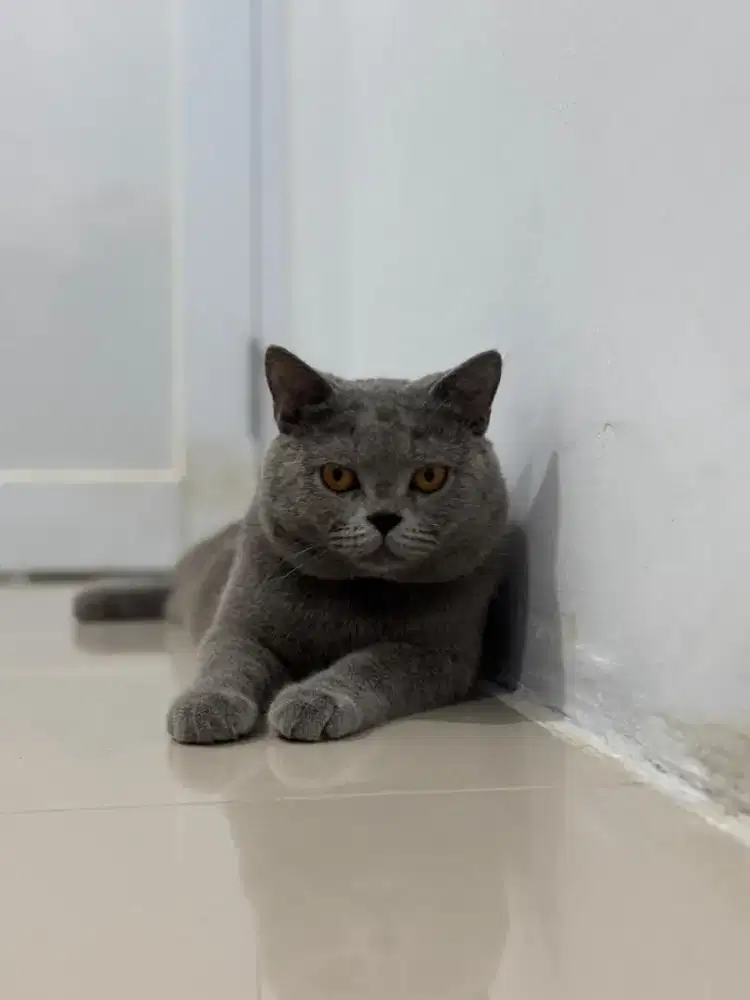 BSH BRITISH SHORT HAIR