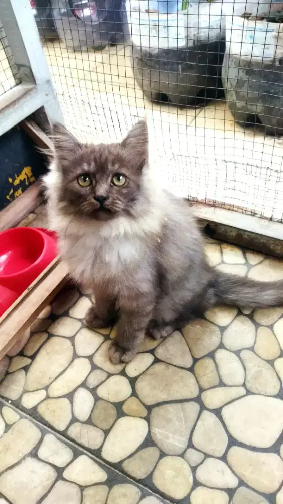 Kitten Kucing Persia [Baca Diskripsi]