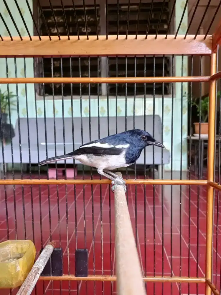 Di juaL kacer rumahan