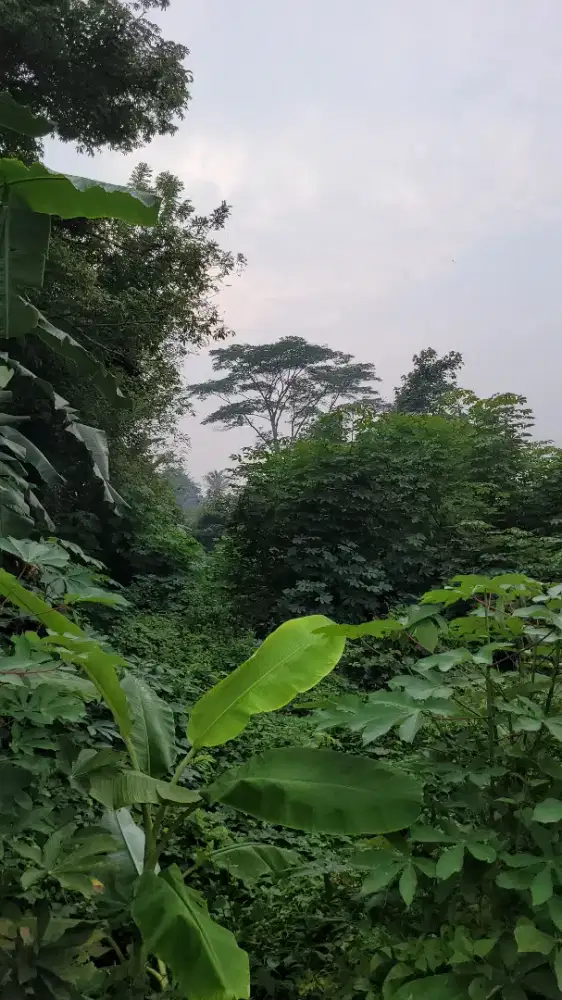 Dijual Tanah dpinngir jln ciruas-petir