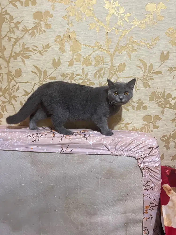 British Shorthair BSH Blue Solid Line Ped (Bpk)