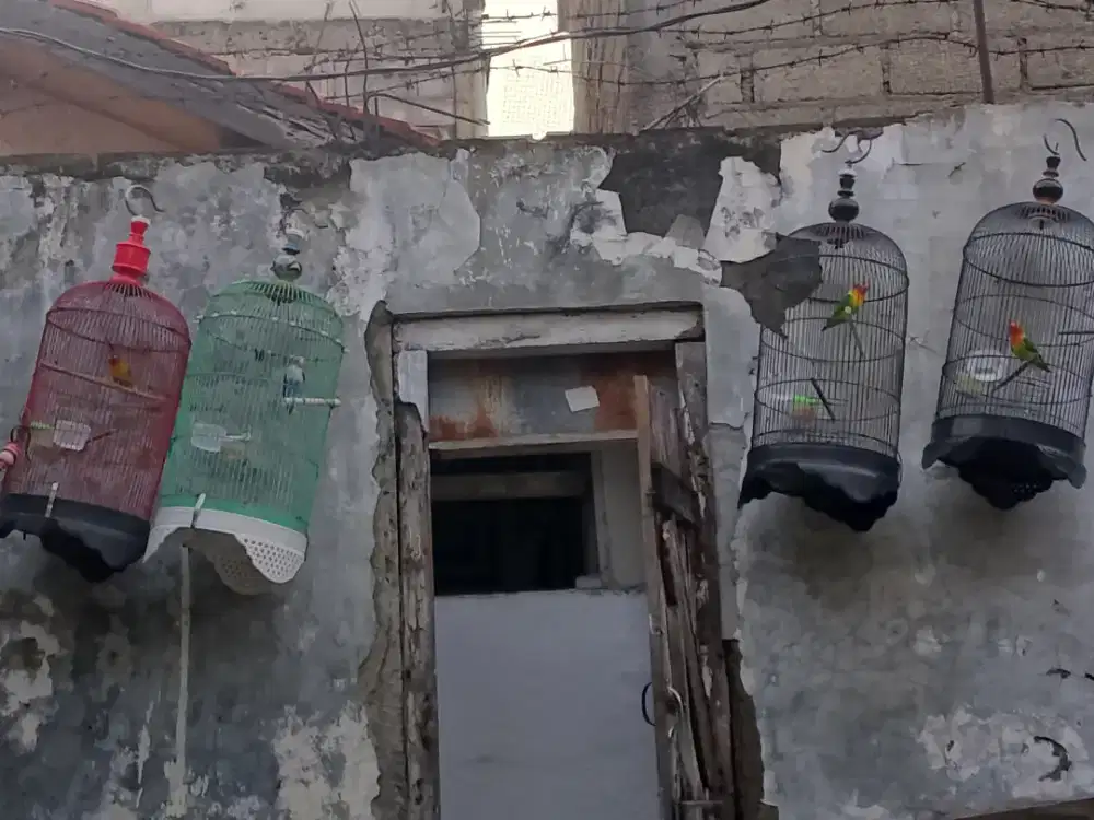 Burung love bird fullset