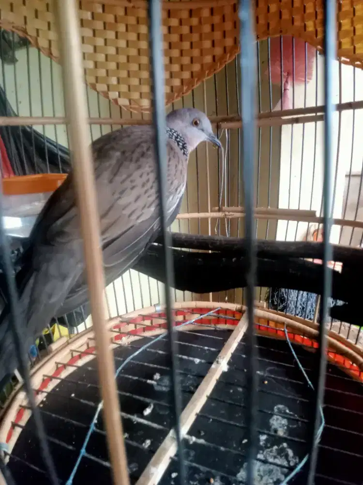 tekukur Kelantan ful set kandang cakep