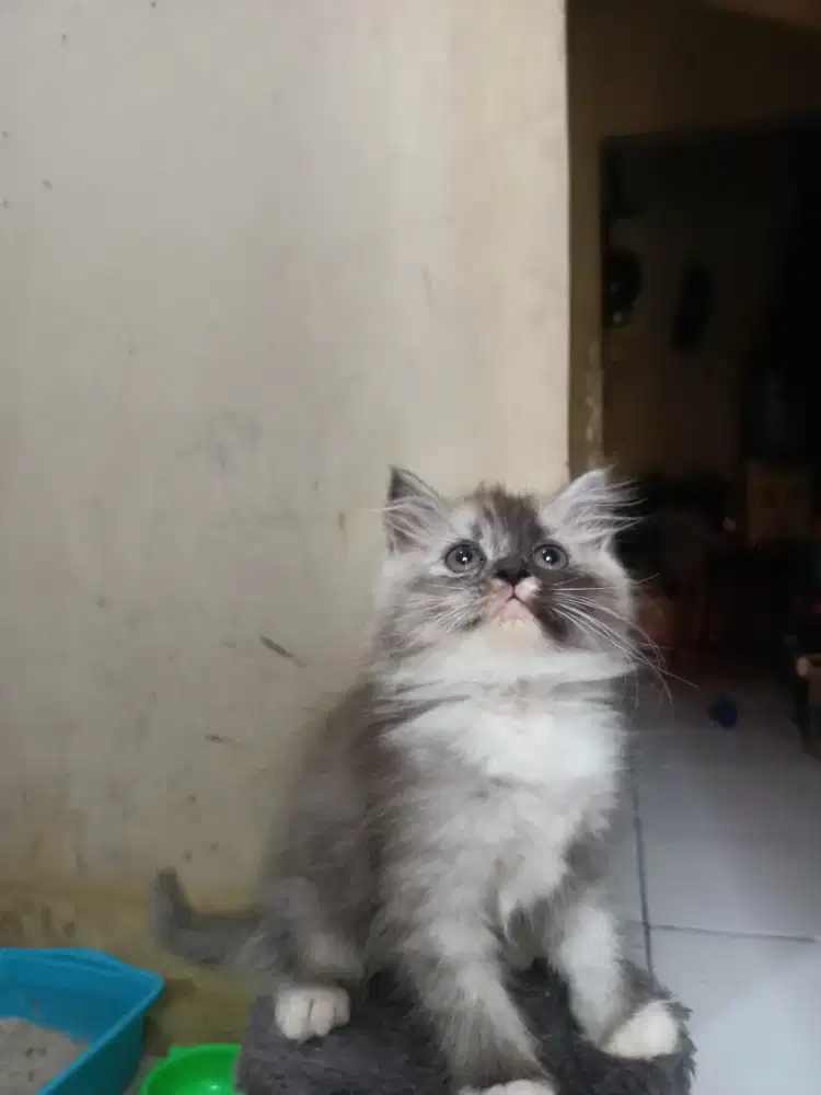 Kucing persia long hair