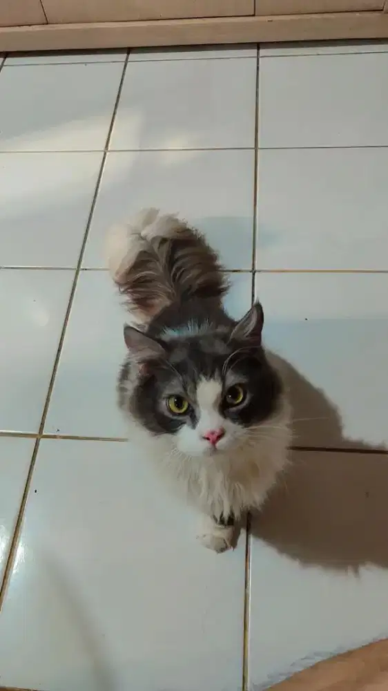 Kucing mainecoon x norwegian