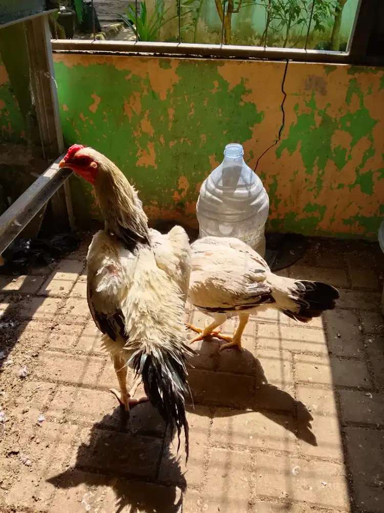 Ayam Shamo three color