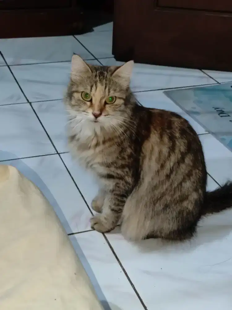 Indukan Persia mix MaineCoon Proven