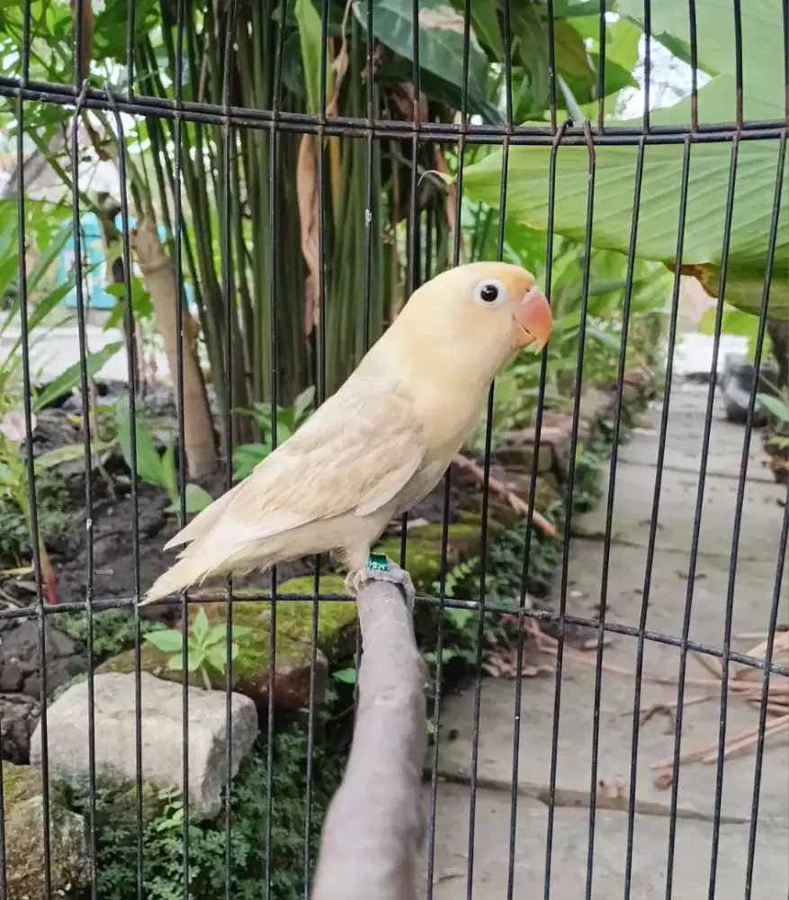 Lovebird pb pastelino