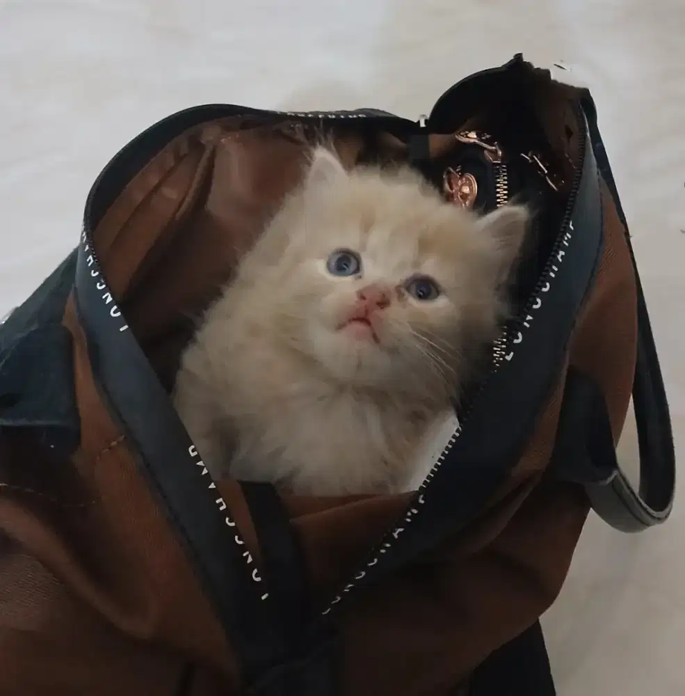 Open adop kitten persia