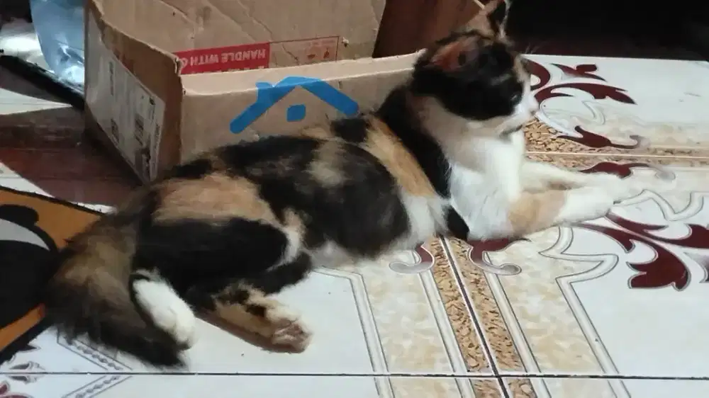 Atasan cewek random isi 5