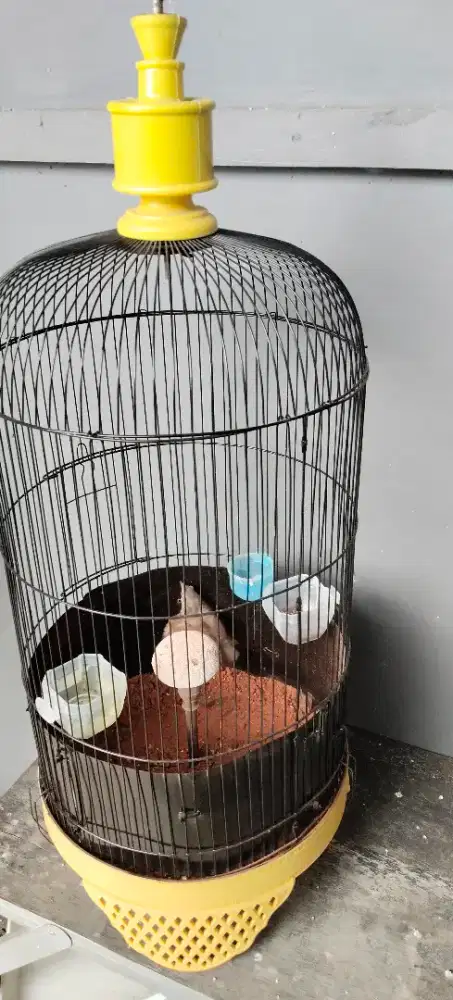 Burung Branjangan parva