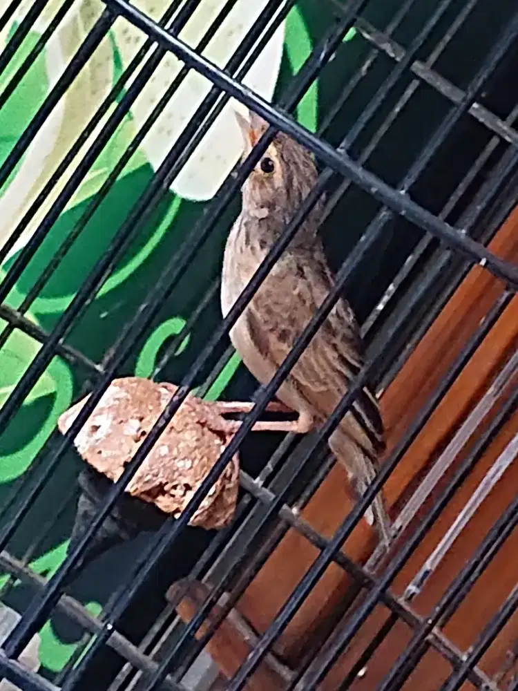 Burung beranjangan fs baru riwik