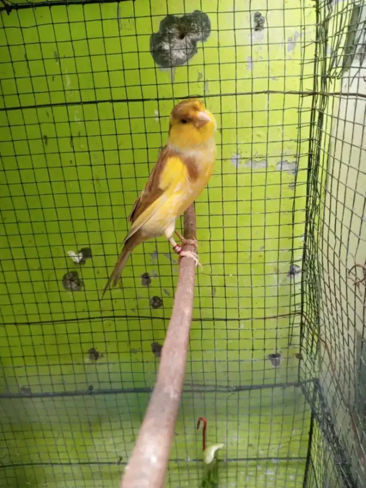 Burung kenari f1 betina