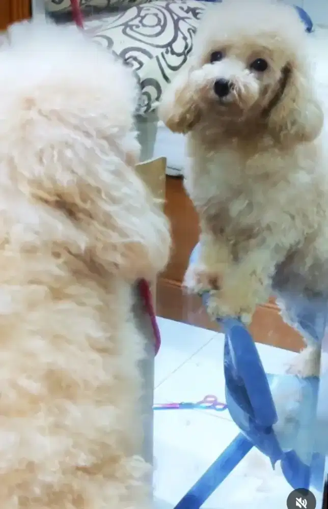 Poodle Betina Indukan umur 1. 2. 3 tahun stb perkin TOY