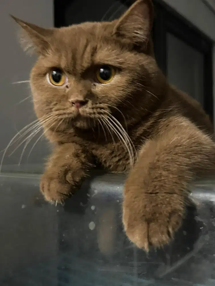 Kucing bsh cinamon betina