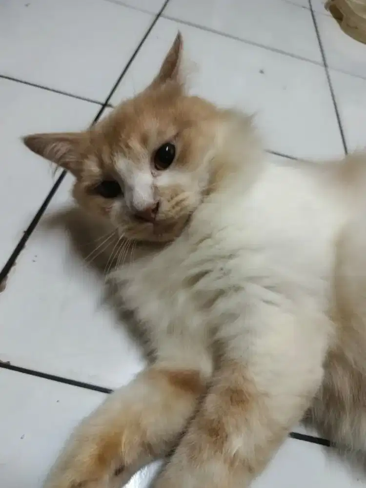 Jantan Persia plus kandang