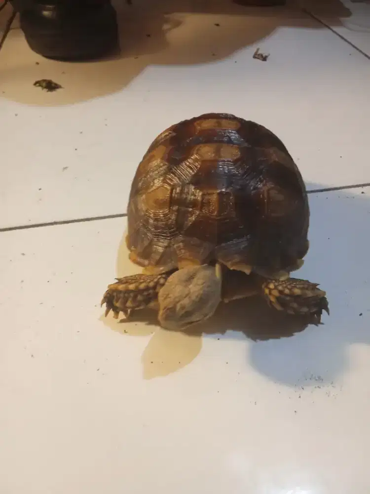 Sulcata -+13cm an