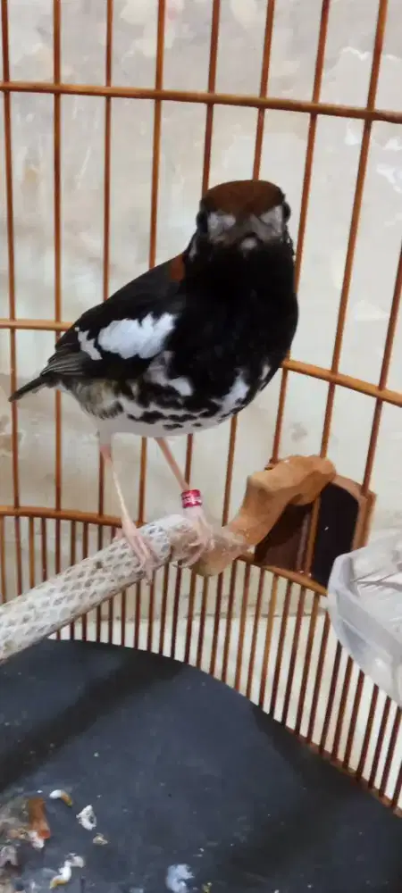 Anis kembang pastol bunyi