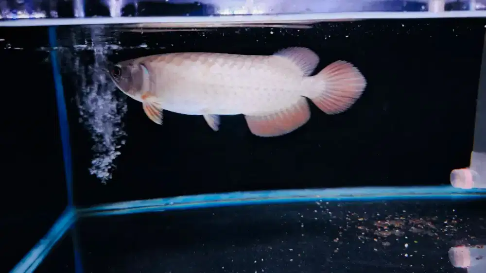 (Ikan Arwana) arowana BANJAR RED
