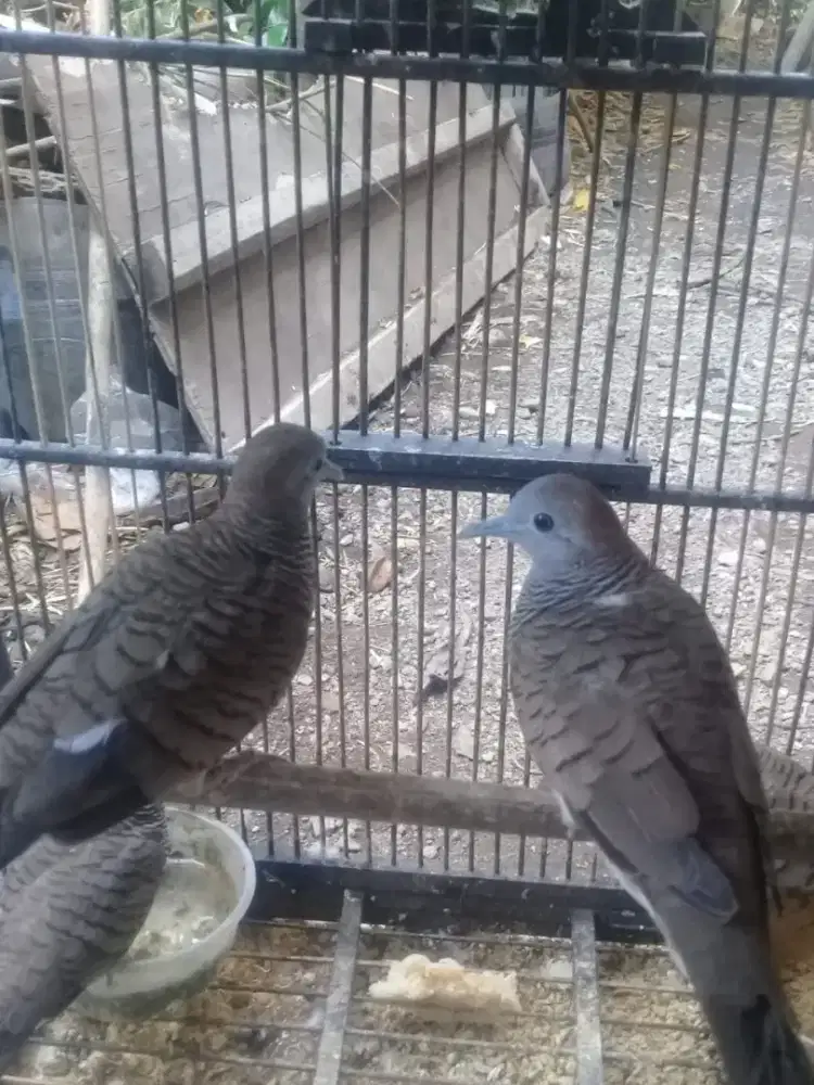 Perkutut songgo buono