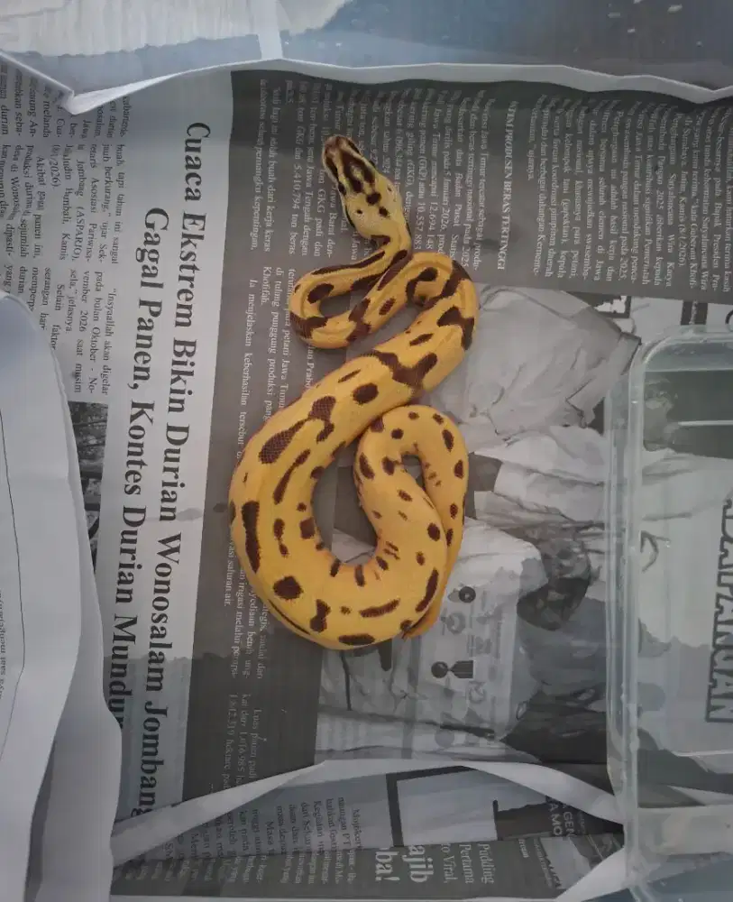 BP Leopard Pastel Super Enchi DG het Clown