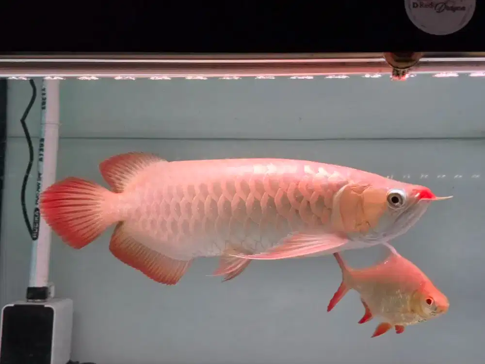 Ikan Arwana Super Red Size 43-45 cm