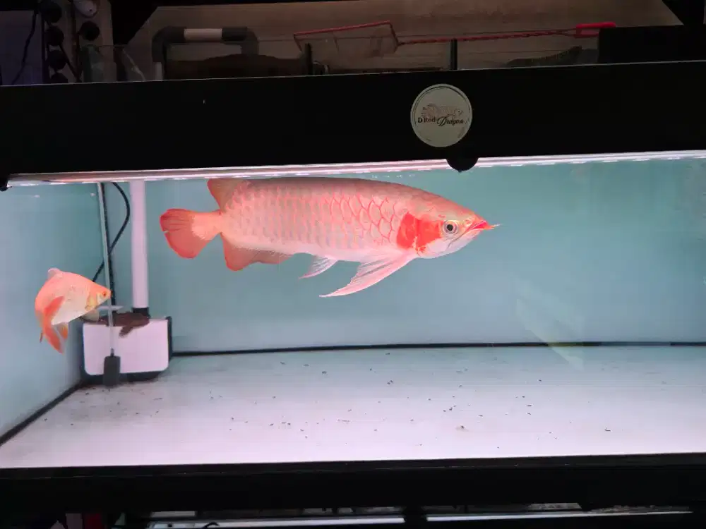 Ikan Arwana Super Red ITL (I Tiaw Lung) XL Size 56-58 cm