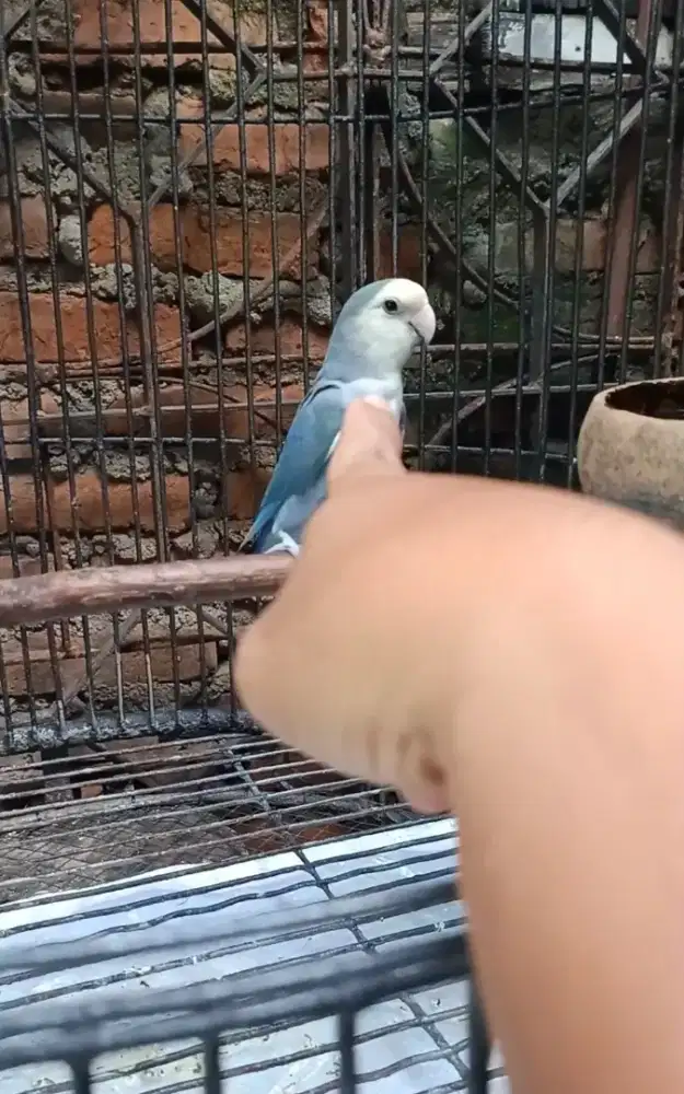 Lovebird NK (burung LB nonklep)