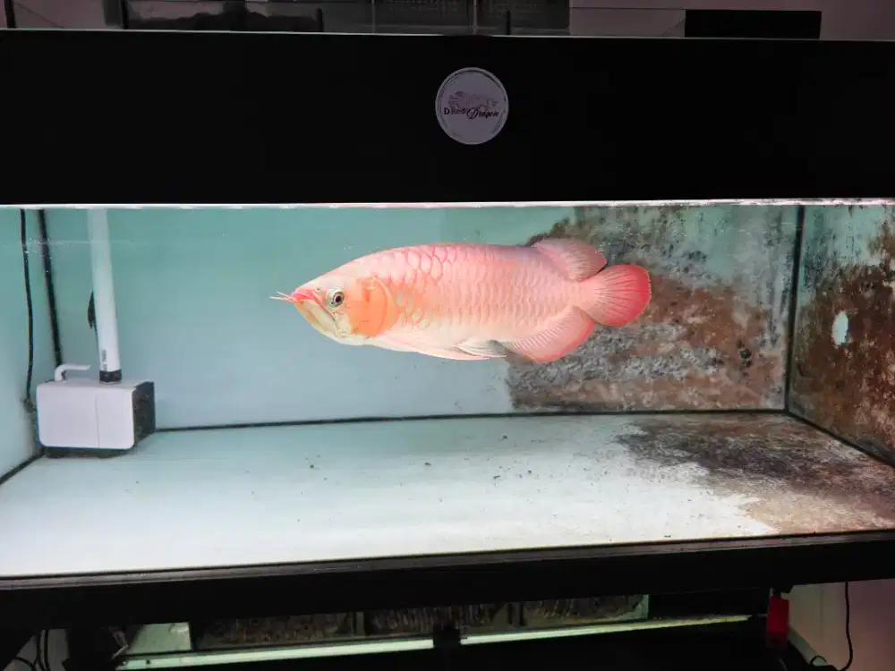 Ikan Arwana Super Red XL Size 50-52 cm